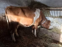 Vaca, Simmental cattle — foto 3