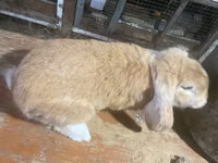 मेढ़ा, German Mountain Black sheep — फ़ोटो 4