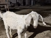 母山羊, Nubian Goat — 照片 2
