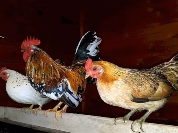 Japanisches Bantam