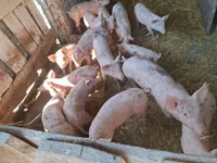 猪（批次，未指定性别）, Pigs — 照片 3