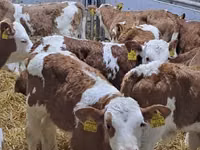 Rinder (Partie, Geschlecht nicht angegeben), Simmental cattle — Foto 2