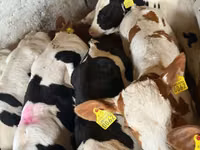 Rinder (Partie, Geschlecht nicht angegeben), Simmental cattle — Foto 6