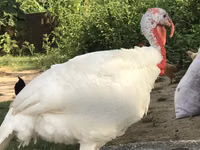 Turkeys — 照片 2
