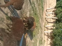 كبش, الأغنام — الصورة 1