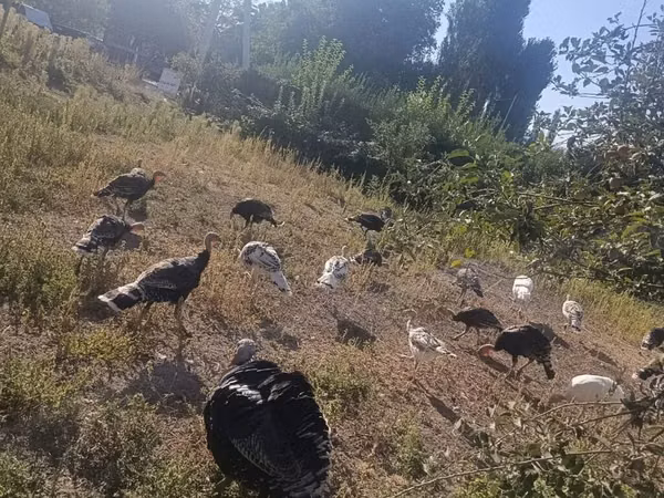 Turkeys — Kirgisistan