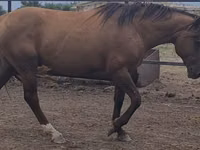 Hengst, Kushum Horse — Foto 3