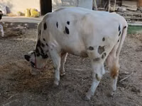 公牛, Russian Black pied cattle — 照片 2