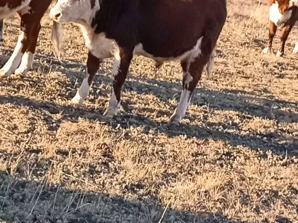 Vaca, Vaca kazaja de cabeza blanca