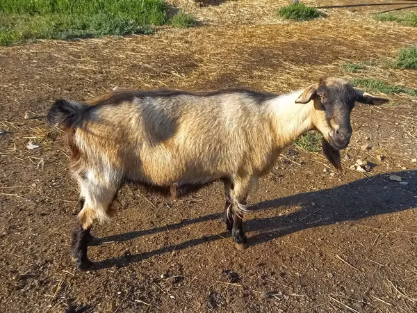 عنزة, Alpine goat