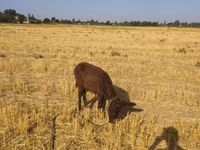 Caballos (lote, sexo no especificado), Caballos — foto 4