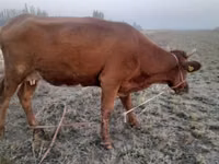 母牛, Cattle — 照片 3