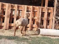Carnero, Rhon sheep — foto 7