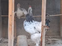 Brahma — Foto 2