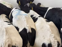 أبقار (دفعة، الجنس غير محدد), Simmental cattle — الصورة 7