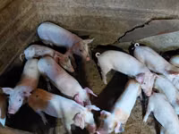 Schweine (Partie, Geschlecht nicht angegeben) — Foto 5