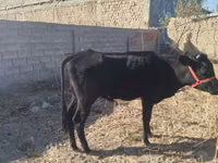 Vaca, Ganado vacuno — foto 4