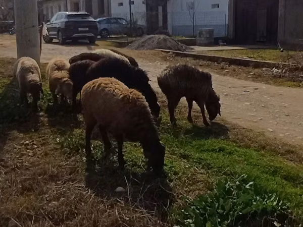 كبش, الأغنام — أوزبكستان