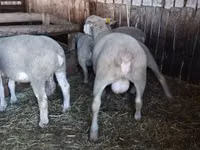 Widder, Ile-de-France sheep — Foto 2