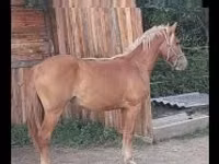 Stute, Haflinger — Foto 1