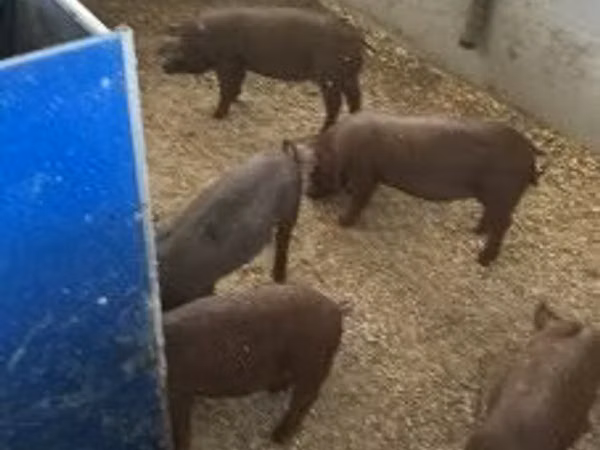 Schweine (Partie, Geschlecht nicht angegeben), 