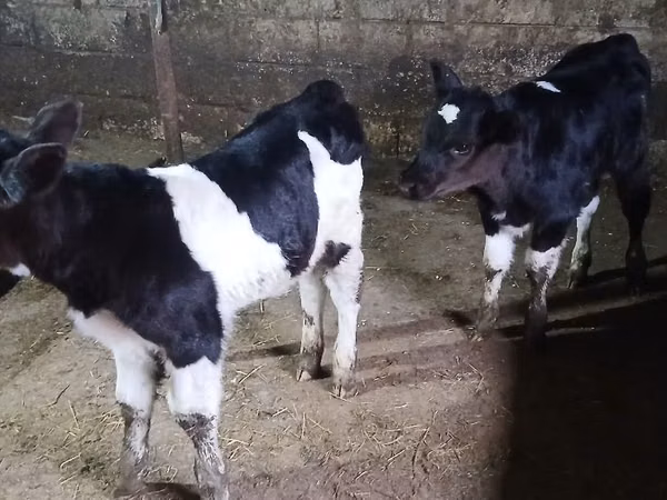 Toro, Russian Black pied cattle