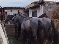 Horse (M), Horse breed — photo 1