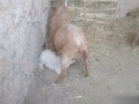 Ziege, Alpine goat — Foto 8