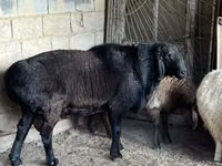 Widder, Arashan sheep — Foto 3
