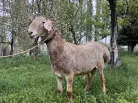 Widder, Arashan sheep — Foto 2