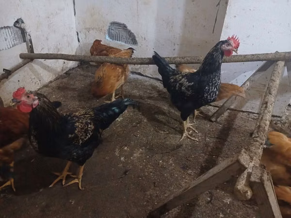 Chickens