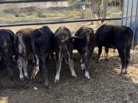 Toro, Swiss cattle — foto 8