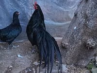 Ayam Cemani — Foto 2