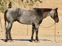 حصان, Quarter Horse — الصورة 1