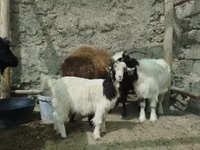 母山羊, Goats — 照片 5