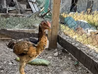 Chickens — الصورة 3
