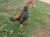 Chickens — Foto 5