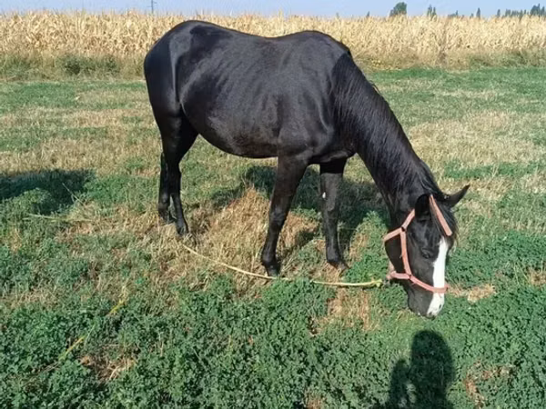 فرس, الخيول