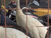 Turkeys — 照片 3