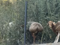 Schaf, Edilbay sheep — Foto 5