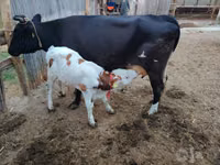 Корова, Симментальская порода — фото 3