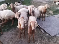 Qoʻchqor, Rhon sheep — 4-rasm