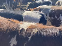 ثور, Simmental cattle — الصورة 2