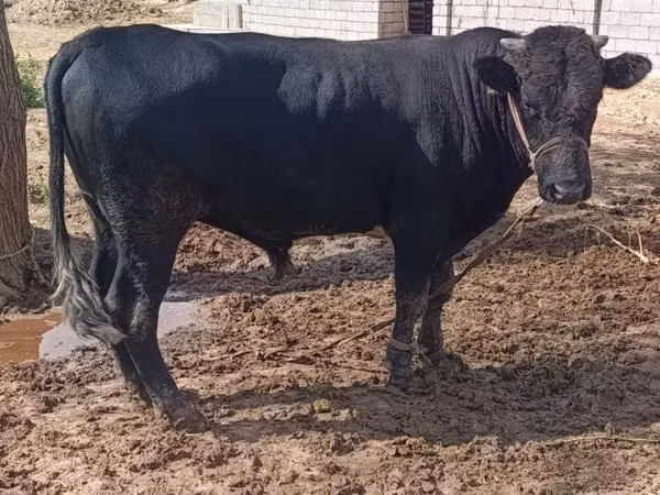 公牛, Aberdeen-Angus — 哈萨克斯坦