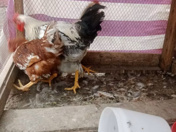 Chickens — Kirgisistan