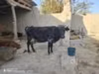 母牛, Cattle — 照片 5