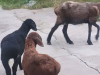 母山羊, Goats — 照片 2