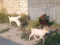 बकरा, बकरियाँ — फ़ोटो 2
