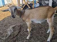 تيس, Nubian Goat — الصورة 3