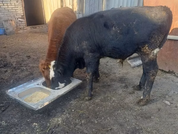 公牛, Cattle — 哈萨克斯坦